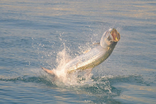 Hewes's 16.0 feet in Key Biscayne