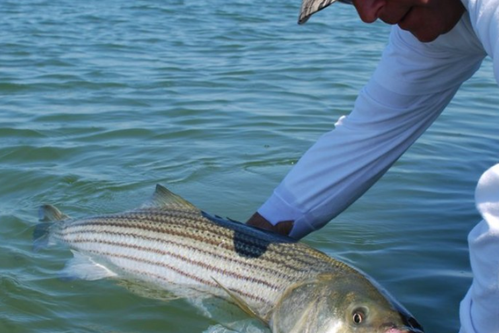 Fish the beautiful waters of Long Island's South Fork