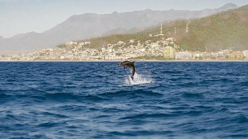 Sea Ray boat for rent in Puerto Vallarta